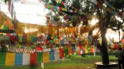 Unzählige Gebeetsfahnen, Rings um dem Bodhi-Baum (Pipalbaum). Einfach eine mystische Athmosphäre bei Sonnenaufgang in Lumbini.