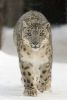 Schneeleopard (Panthera uncia)