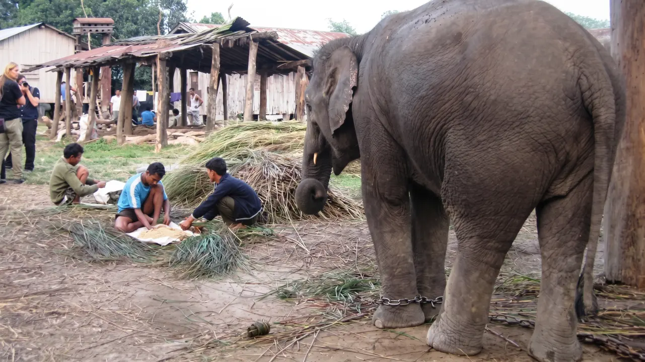 Elefant im Chitwan Nationalpark, Nepal