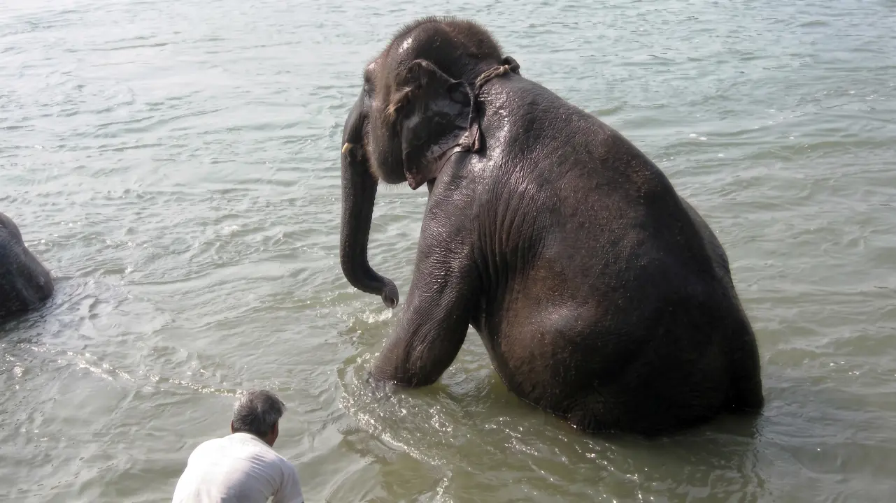 Ein Bad im Rapti River am Morgen