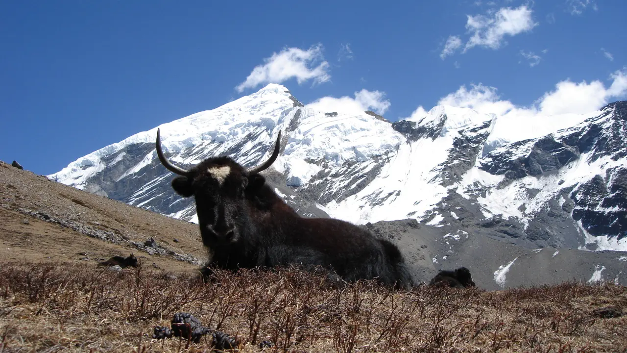 Achtung Yak!