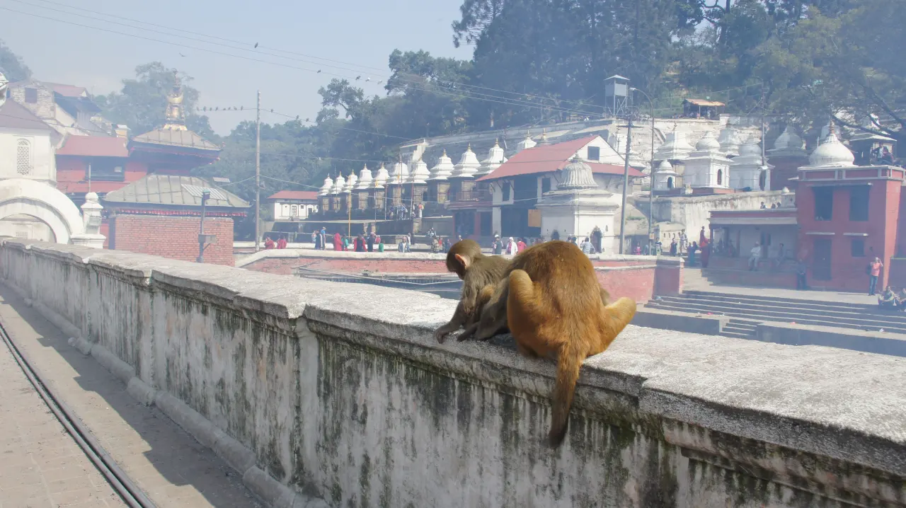 Der Pashupatinath-Tempel, Nepal Trekking