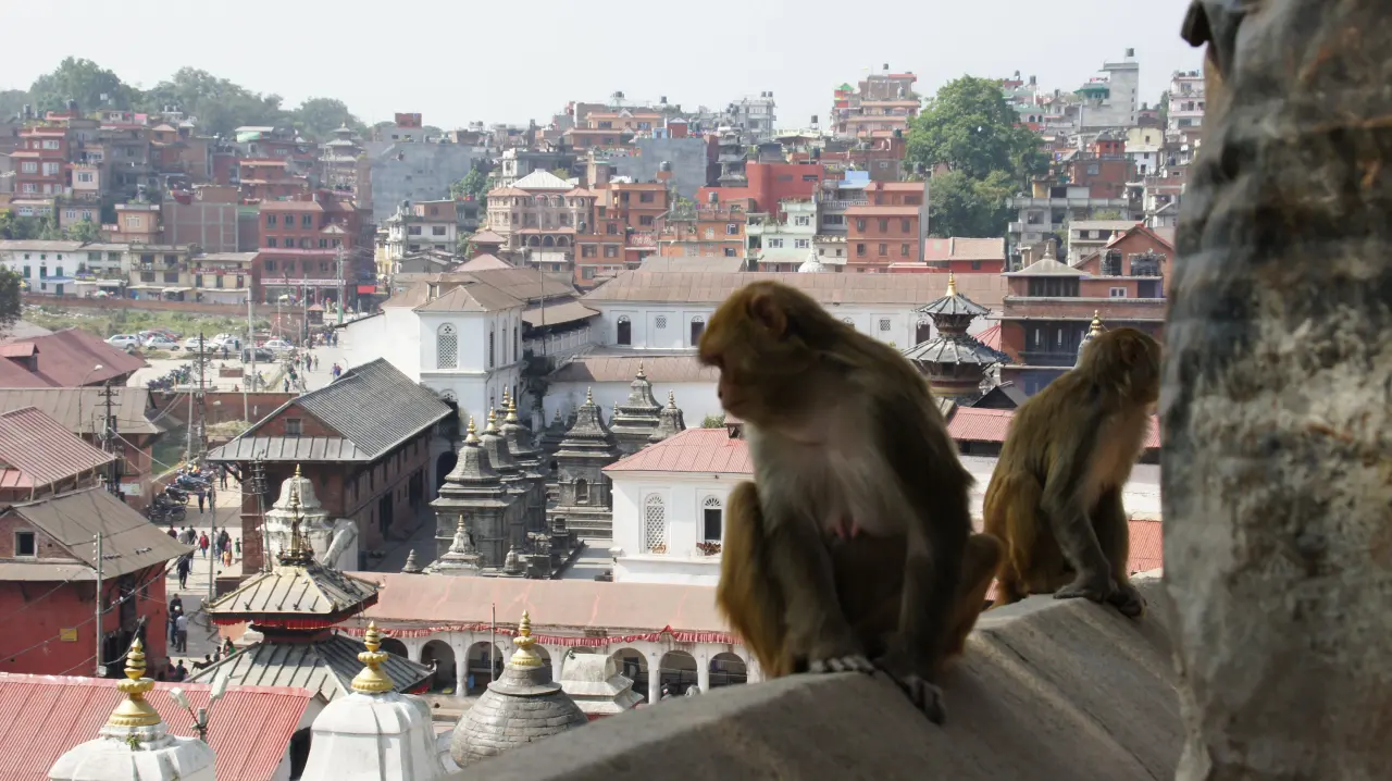 Affen am Swayambhunath, Nepal Trekking