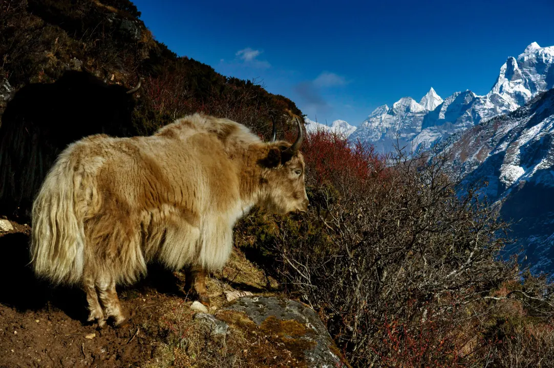 Yaks auf dem Everest Trek, Nepal
