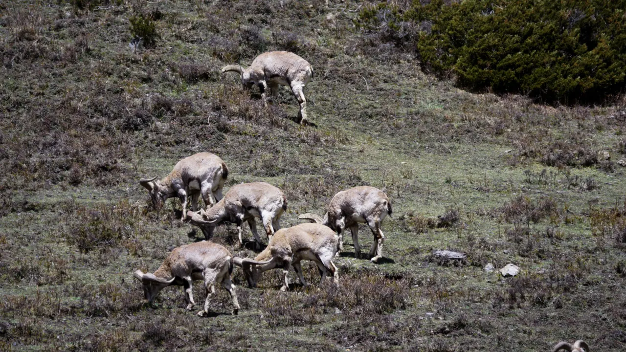 Flora und Fauna, Manaslu Trekking