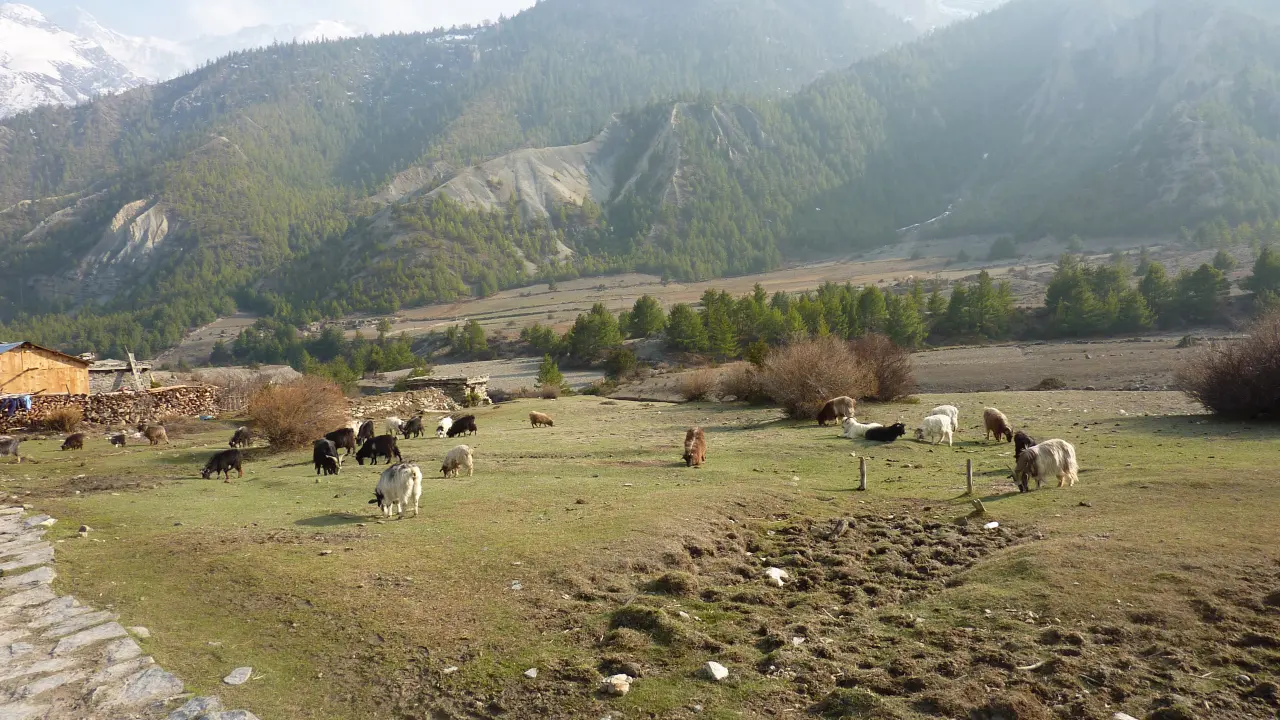 Abstieg nach Manang