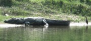 Krokodile, Sumpfkrokodile lassen sich sehr gut bei einer Flussfahrt im Chitwan NP beobachten.
