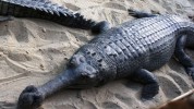 Chitwan Nationalpark Krokodilstation, 