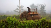 Elefanten, Chitwan Nationalpark, Elefanten, bengalische Tiger, Nashörner, Naturschatz