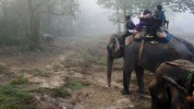 Chitwan Nationalpark, Panzer-Nashorn voraus!